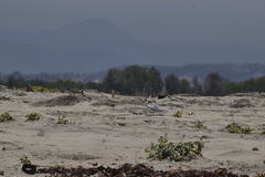 Sternula antillarum browni