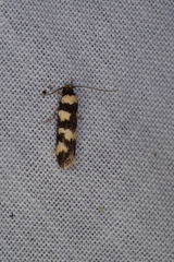 Cirromitra tetratherma