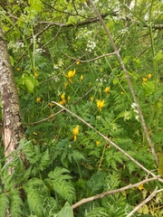 Tulipa sylvestris