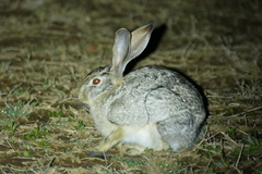 Lepus victoriae