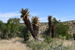 Aloe littoralis image