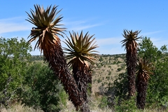 Aloe littoralis image