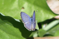 Leptotes plinius