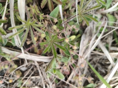 Potentilla heptaphylla