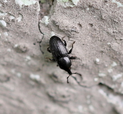 Melanobaris
