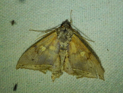 Pterocyclophora pictimargo