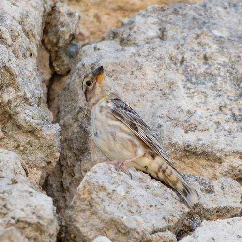 Gorrión chillón (Petronia petronia)