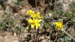 Pseudocistus