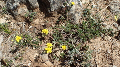 Pseudocistus