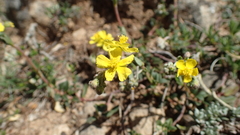 Pseudocistus