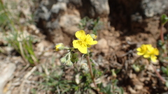 Pseudocistus