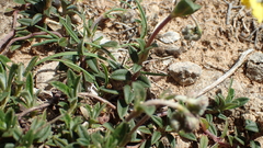Pseudocistus