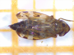 Errastunus ocellaris