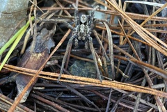 Artoriopsis expolita