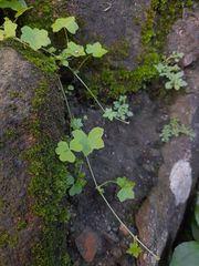 Hydrocotyle acutiloba