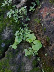 Hydrocotyle acutiloba