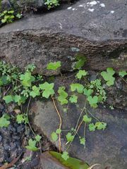 Hydrocotyle acutiloba