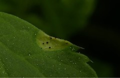 Puccinia aegopodii