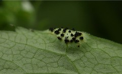 Puccinia aegopodii