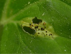 Puccinia aegopodii