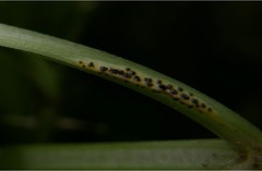 Puccinia aegopodii