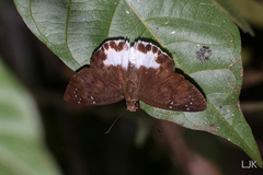 Tagiades ultra