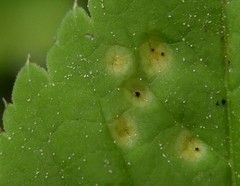 Puccinia aegopodii