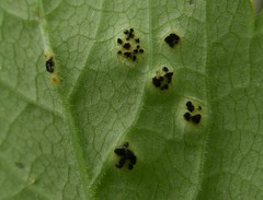 Puccinia aegopodii
