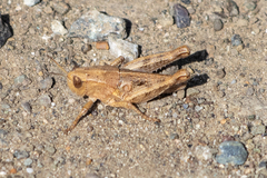 Oedaleonotus phryneicus