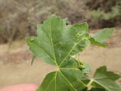 Bactericera lavaterae