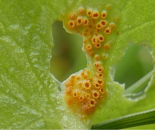 Aecidium ficariae