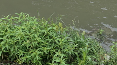 Sorghum bicolor