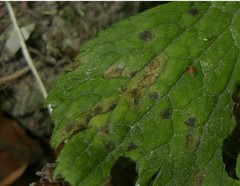 Peronospora ranunculi