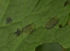 Peronospora ranunculi