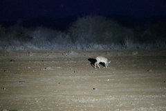 Raphicerus campestris neumanni