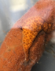 Styelidae