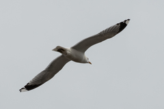 Larus canus