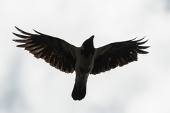 Corvus cornix