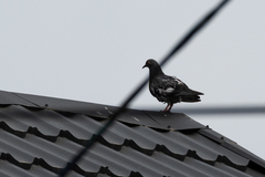Columba livia domestica