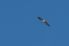 Chroicocephalus ridibundus