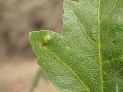 Bactericera lavaterae