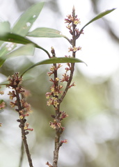 Myrsine seguinii