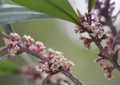 Myrsine seguinii