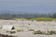 Sternula antillarum browni