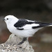 Snow Bunting - Photo (c) Donna Pomeroy, some rights reserved (CC BY-NC), uploaded by Donna Pomeroy