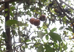 Melodinus suaveolens