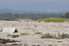 Sternula antillarum browni