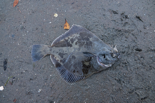 New Zealand sand flounder (Rhombosolea plebeia) — Pleuronectidae — 2
