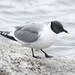 Sabine's Gull - Photo (c) Donna Pomeroy, some rights reserved (CC BY-NC)