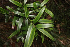 Podocarpus elatus